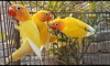 Yellow Ficer love birds